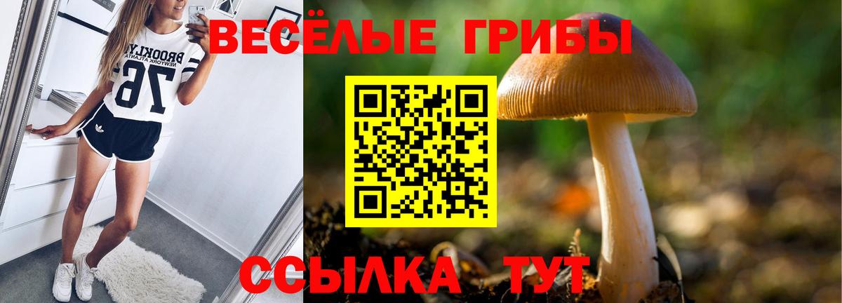 Галлюциногенные грибы Psilocybe Реутов